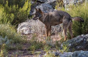 Fiscalía ve delito en la muerte de dos lobos encontrados en enero en el concejo de Ponga