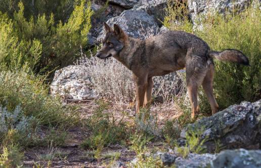 Fiscalía ve delito en la muerte de dos lobos encontrados en enero en el concejo de Ponga