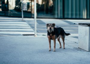  El PSPV denuncia la "dejadez" del PP de Diputación con la que aborda sus competencias en bienestar animal