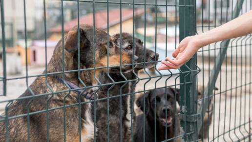 El Consell de Menorca actualiza las tasas de los refugios de animales