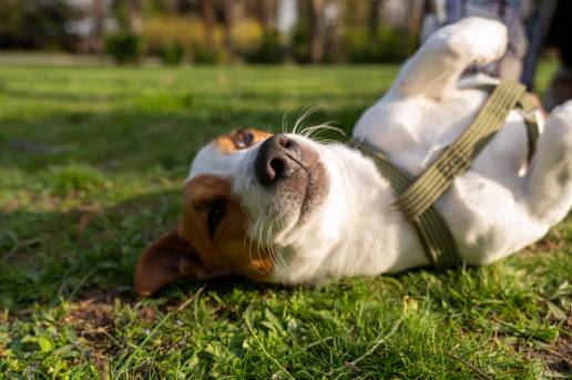 El turismo 'pet-friendly' se consolida en España: uno de cada tres alojamientos ya admite animales de compañía
