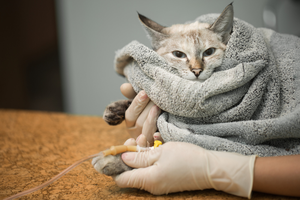 Casos de cáncer de compañía y patrones de tratamiento en un hospital veterinario universitario español: un estudio retrospectivo de 2015 a 2024