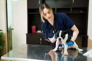 Prótesis de cadera en veterinaria: una técnica consolidada con más del 90% de éxito
