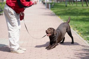 El Ayuntamiento de A Coruña sancionará a los propietarios de perros que no recojan las deposiciones o limpien la orina