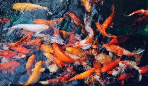 Los peces dorados comen menos y tienen más ansiedad a causa de un plastificante que llega a los ríos