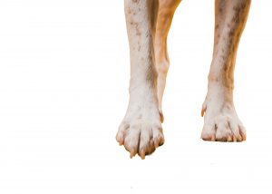 Investigado en Quintanar del Rey mantener a su perro en estado de extrema delgadez y con heridas abiertas
