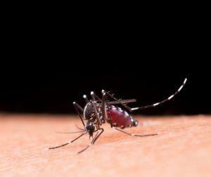 El ECDC alerta sobre la expansión en Europa de mosquitos que transmiten los virus del dengue, chikungunya y Zika