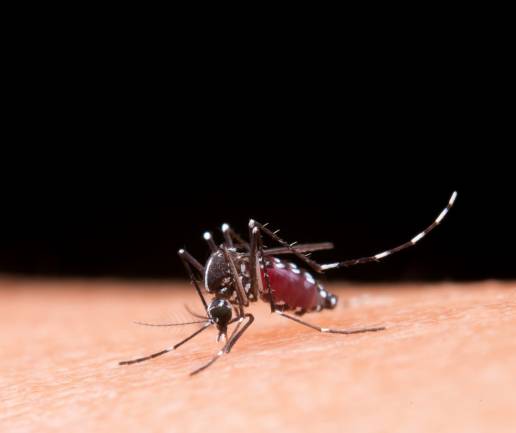 El ECDC alerta sobre la expansión en Europa de mosquitos que transmiten los virus del dengue, chikungunya y Zika