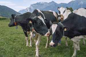 Boehringer Ingelheim lanza la 5ª edición de los Premios BVDZero que reconoce los mejores casos clínicos de BVD en España
