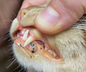 Manejo nutricional de la Lipidosis Hepática Felina