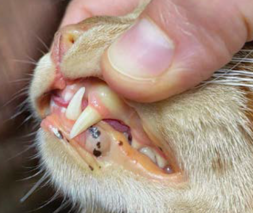 Manejo nutricional de la Lipidosis Hepática Felina