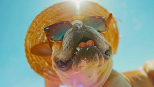 Todo lo que necesitas saber sobre los golpes de calor en las mascotas
