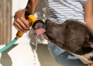 Golpe de calor en perros: cómo prevenir, detectar y actuar a tiempo