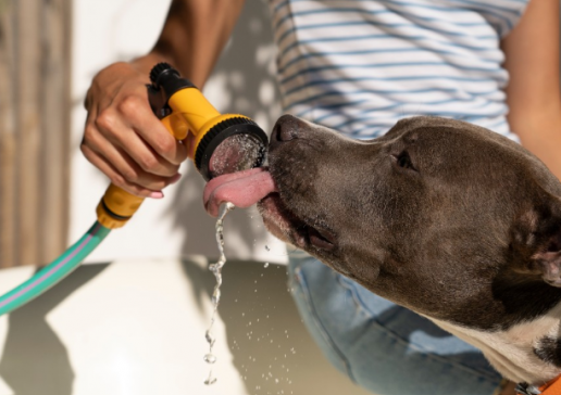 Golpe de calor en perros: cómo prevenir, detectar y actuar a tiempo