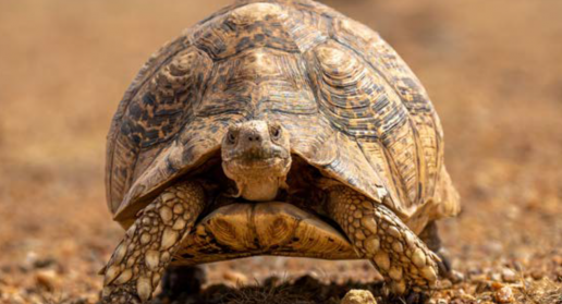 Hibernación en tortugas