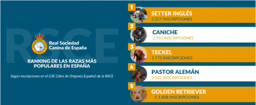 El Setter Inglés, el Caniche y el Teckel,  las tres razas más populares en España en el último año