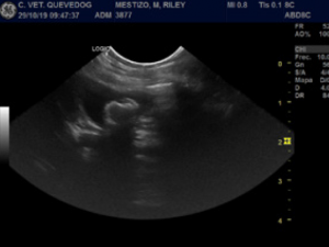 Colecistectomía por litiasis biliar canina. Caso clínico