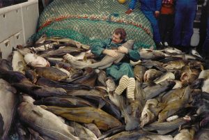La pesca intensiva ha modificado el ADN del bacalao en el mar Báltico