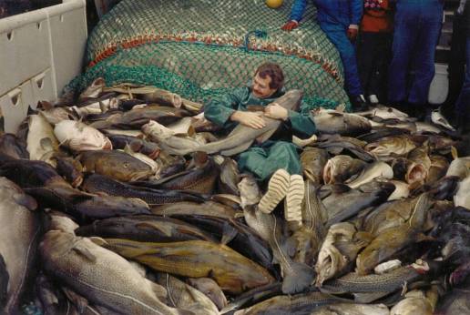 La pesca intensiva ha modificado el ADN del bacalao en el mar Báltico