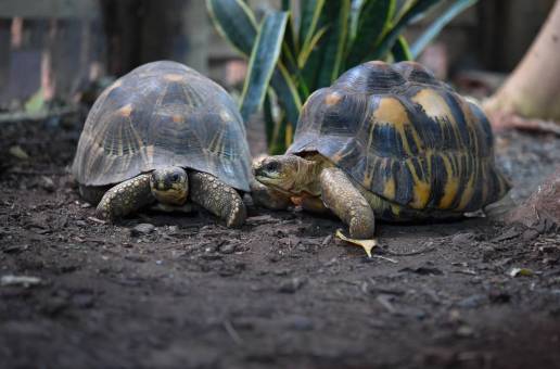 Las tortugas, un modelo para estudiar el envejecimiento y prevenir el cáncer
