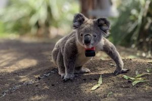 Los koalas solo pasan diez minutos al día en el suelo, pero dos de cada tres mueren ahí