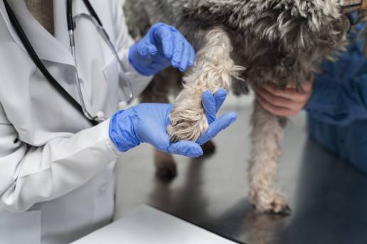 Las proteínas plasmáticas y del complemento son esenciales para la actividad antimicrobiana del lisado de plaquetas caninas