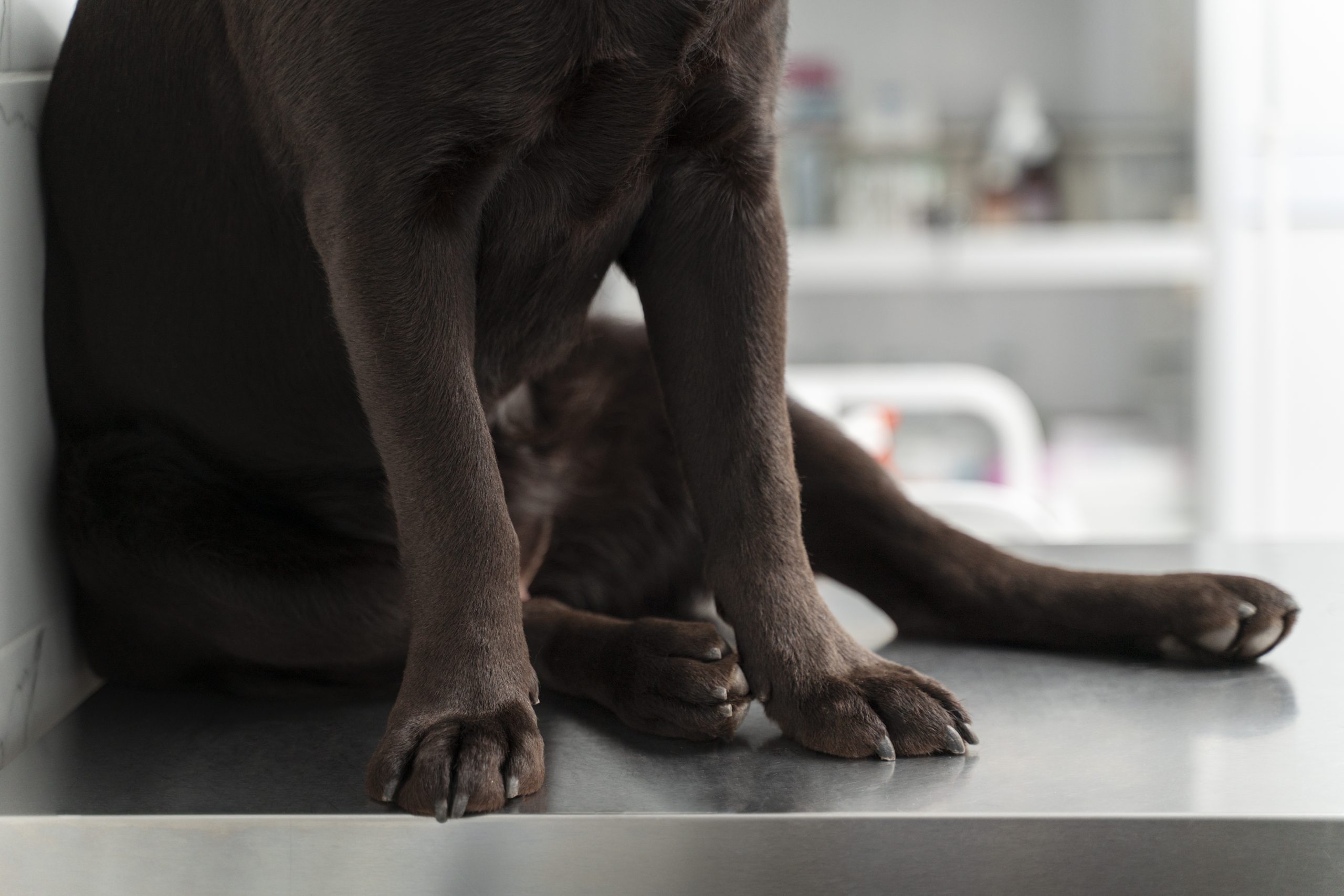 Relación entre la forma de la meseta tibial y la mecánica de contacto femorotibial tras la meniscectomía en la rodilla canina
