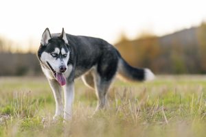 Un investigado en Coín por la muerte de un perro por disparos provocados con un arma detonadora