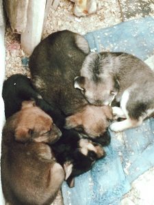 Imputado en Baztan por abandonar seis cachorros en un contenedor