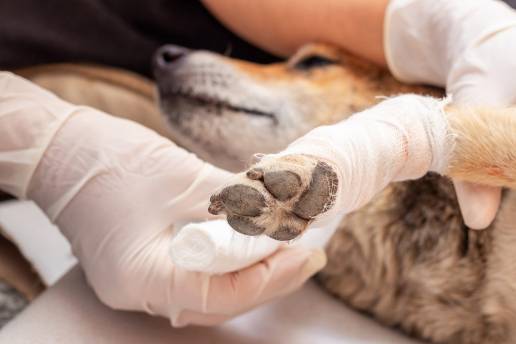 Evaluación ex vivo del cable de polietileno en comparación con el alambre de cerclaje de acero inoxidable en un modelo de fractura canina