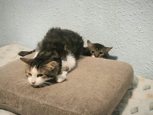 Policía y Bienestar Animal inspeccionan una vivienda y retiran 17 de los 22 gatos que tenía la dueña