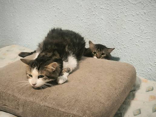 Policía y Bienestar Animal inspeccionan una vivienda y retiran 17 de los 22 gatos que tenía la dueña