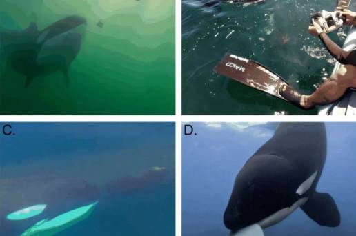 Las ballenas asesinas también ofrecen comida a los humanos