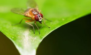 El fungicida más usado está acabando con los insectos polinizadores