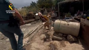 Investigada una persona por tener numerosos perros en malas condiciones en una finca de Firgas (Gran Canaria)