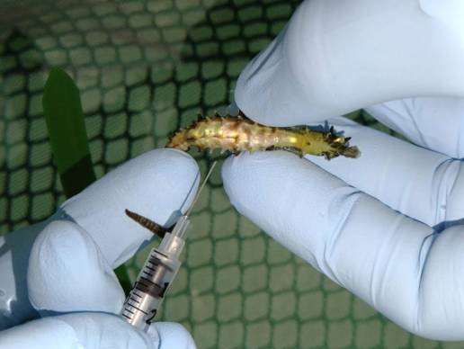  El Aquarium de Roquetas somete a una punción a un caballito de mar rescatado con una embolia gaseosa