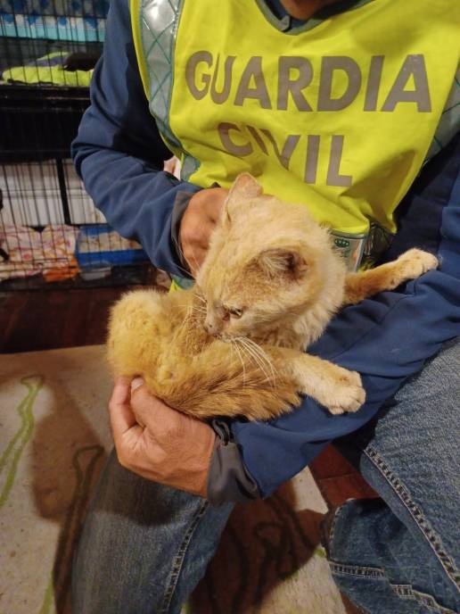 La Guardia Civil localiza siete gatos en situación de abandono en un caserío de Bera