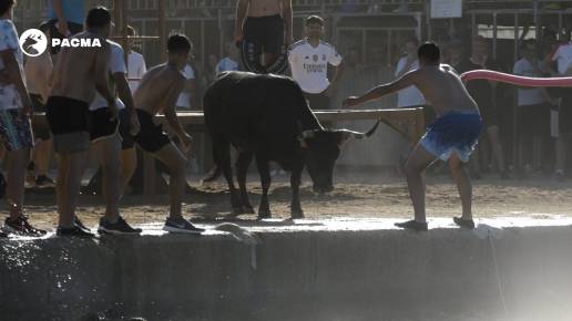 PACMA y PETA fletarán este domingo una avioneta sobre la costa de Dénia (Alicante) en contra de los 'bous a la mar'