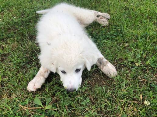 Asociaciones vascas de mascotas ven 