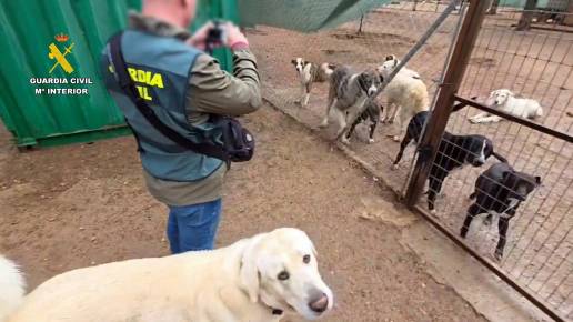  Investigan a una protectora y a dos veterinarios por apropiación indebida y comercio ilegal de perros