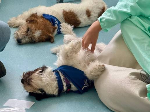 El Vall d'Hebron de Barcelona incorpora una terapia con perros para niños con trastornos mentales