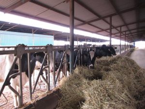 Asaja Córdoba rechaza el nuevo sistema de identificación electrónica del ganado vacuno