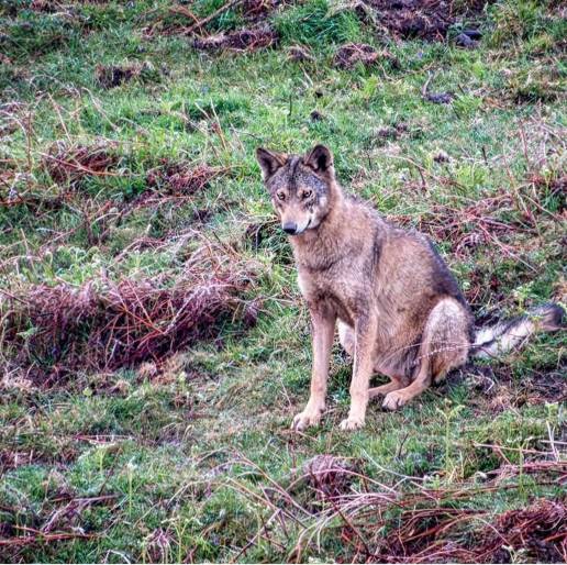 El Fondo para Protección Lobo Ibérico y Ecologistas en Acción recurren la orden que permite caza del lobo en La Rioja