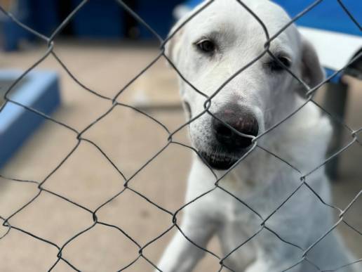 La Generalitat destina más de un millón de euros en ayudas para la protección animal y la conservación de la biodiversidad 