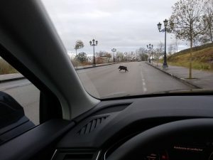 Ocho personas murieron en 36.000 accidentes de tráfico con animales de 2024, el doble de siniestros que hace 10 años
