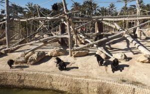 Proyecto Gran Simio pide a autoridades y promotores de nuevo zoo que apuesten por modelo sin animales cautivos