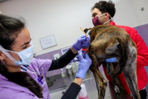 Estudiantes defienden la ampliación del Grado en Veterinaria en 360 créditos