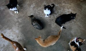 Pacma responsabiliza al Ayuntamiento de Santa Eulària de la muerte de cuatro gatos arrojados a la basura