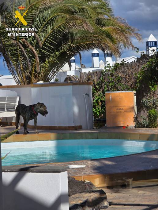  Investigado por los numerosos ataques de sus perros, algunos mortales, a las mascotas de sus vecinos en Lanzarote