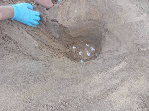 La Comunidad localiza y protege un nuevo anidamiento de tortuga boba en el interior del Parque Regional de Calblanque